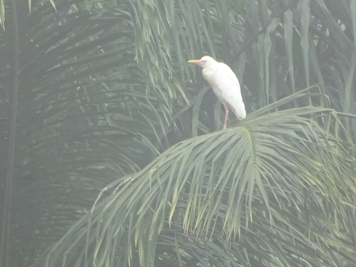 Western Cattle-Egret