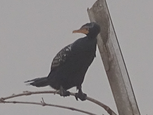Reed Cormorant