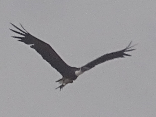 African Woolly-necked Stork