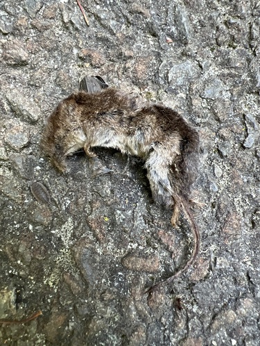 Masked Shrew observed by vickidoo