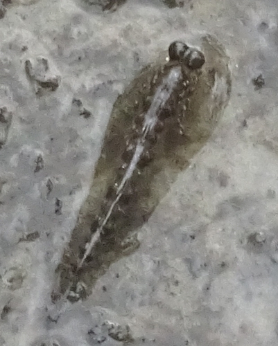 Atlantic Mudskipper