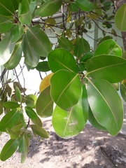 Image of Calophyllum brasiliense