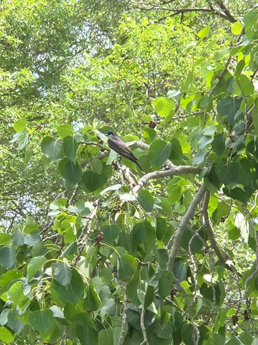 Eastern Kingbird