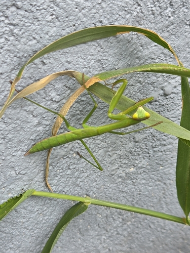 Chinese Mantis
