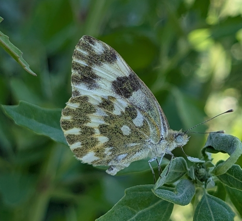 Eastern Bath White