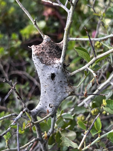 iNaturalist observation photo of Western Tent Caterpillar Moth