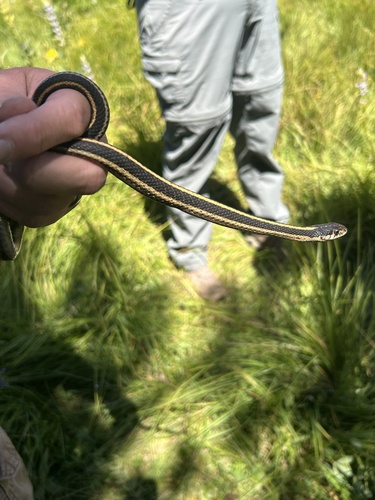 iNaturalist observation photo of Mountain Garter Snake