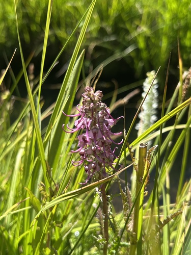 iNaturalist observation photo of Elephant's-Head lousewort