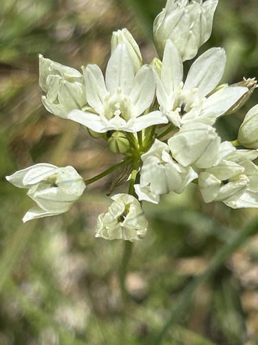 iNaturalist observation photo of white brodiaea