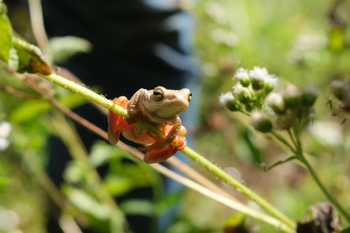Painted Reed Frog