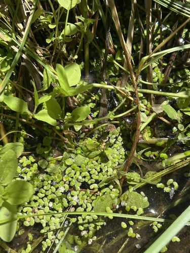 iNaturalist observation photo of Duckweeds