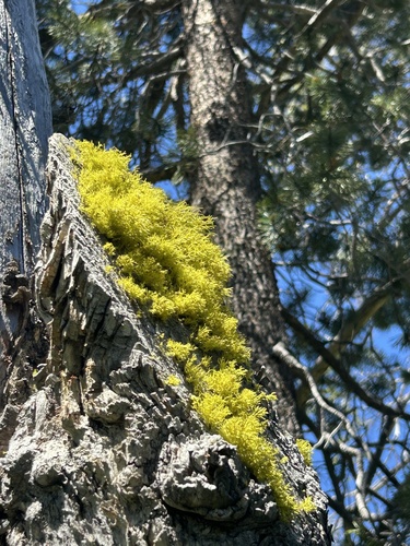 iNaturalist observation photo of Wolf Lichens