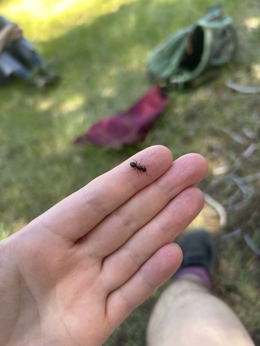 iNaturalist observation photo of Western Black Carpenter Ant