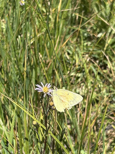 iNaturalist observation photo of Orange Sulphur