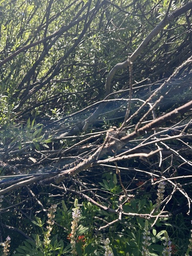 iNaturalist observation photo of Dragonflies