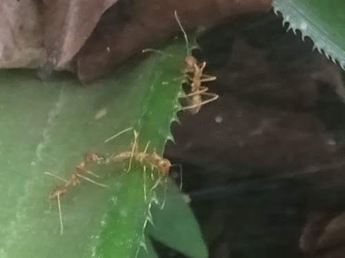 African Weaver Ant