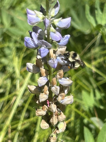 iNaturalist observation photo of Bumble Bees