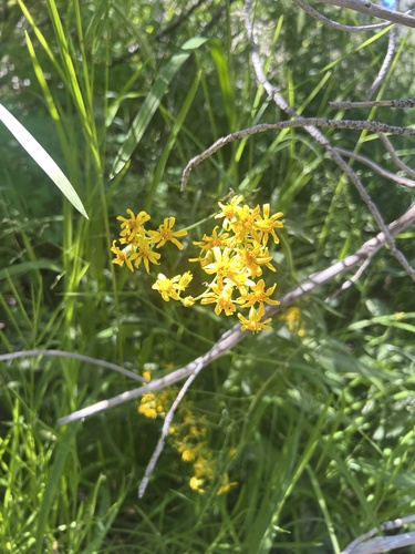 iNaturalist observation photo of Arrowleaf Senecio