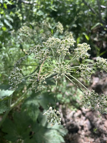 iNaturalist observation photo of common cowparsnip