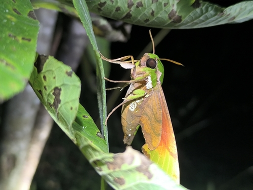 Verdant Hawkmoth