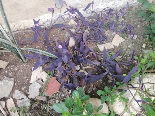 Tradescantia pallida image