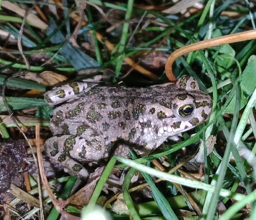 Green Toad