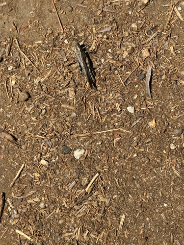 iNaturalist observation photo of Crackling Forest Grasshopper