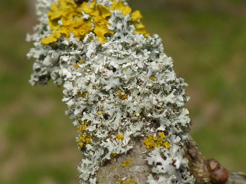Blakstienotoji žiauberė nuotrauka