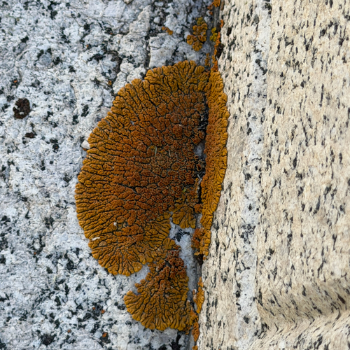 Desert Firedot Lichen