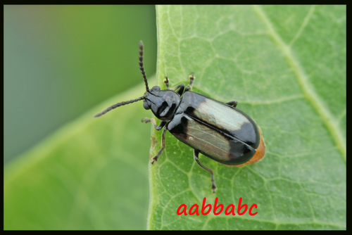 Cerophysa biplagiata · iNaturalist