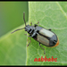 Cerophysa biplagiata - Photo (c) aabbabc, all rights reserved, uploaded by aabbabc