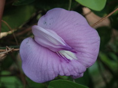 Image of Centrosema virginianum