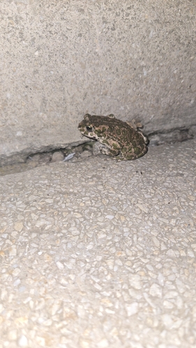 Green Toad