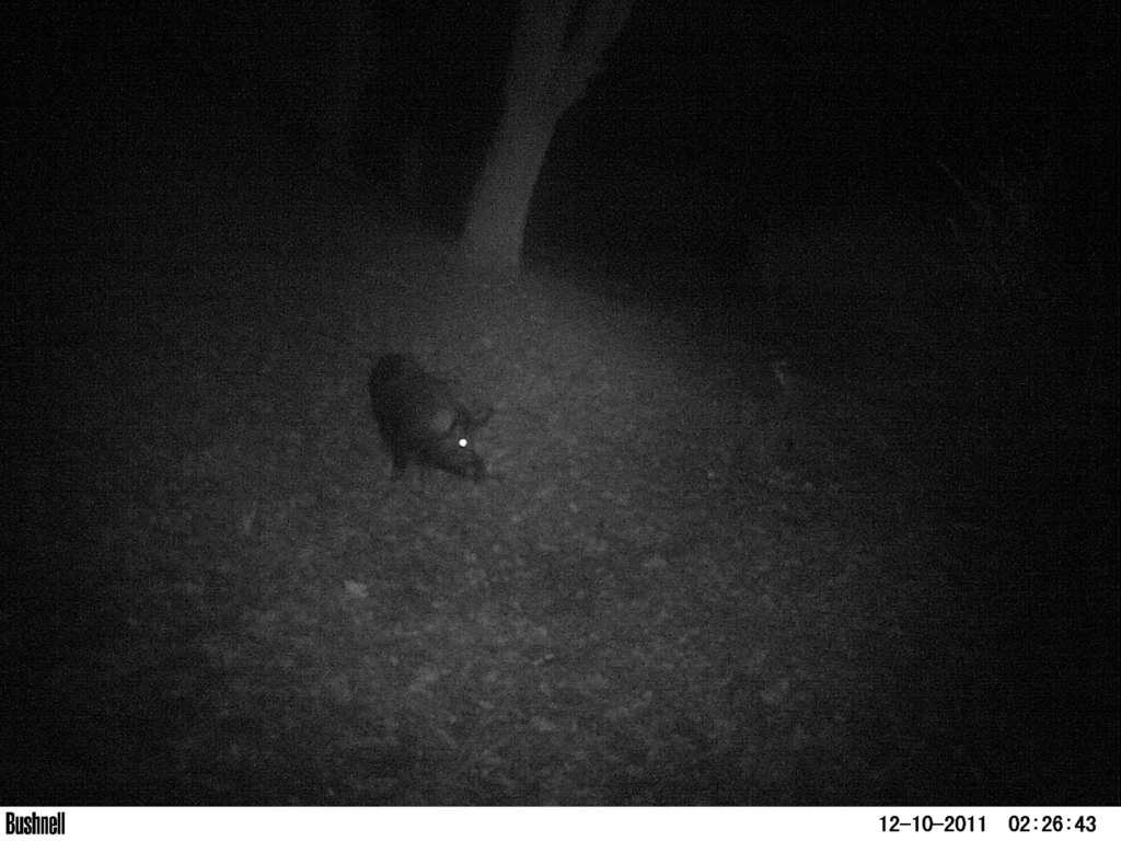 Wild Boar from Riddell preserve Healdsburg, Ca on December 11, 2011 by
