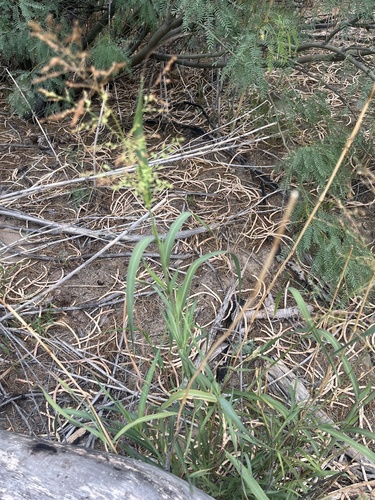 blue panic grass
