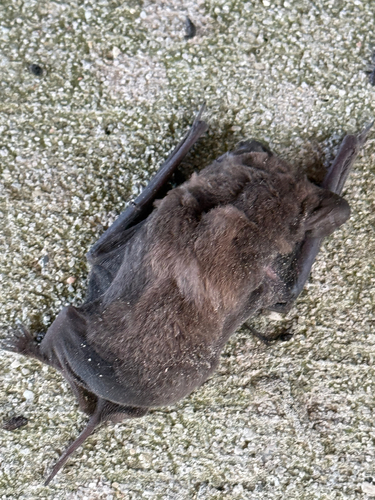 Mexican Free-tailed Bat observed by vanlovesbirds