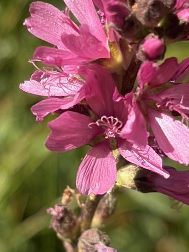 iNaturalist observation photo of Oregon Checker-mallow