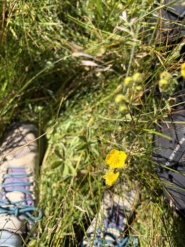 iNaturalist observation photo of slender cinquefoil