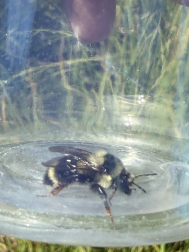 iNaturalist observation photo of Two-form Bumble Bee Complex