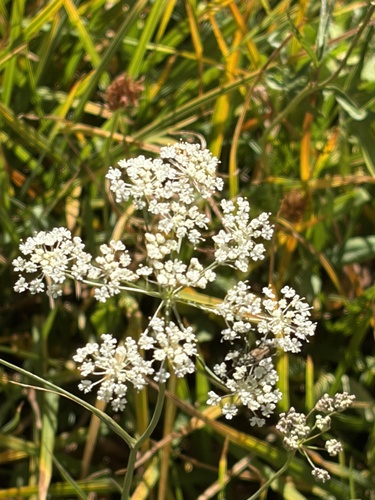 iNaturalist observation photo of yampahs