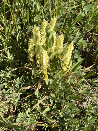 iNaturalist observation photo of Hooded Ladies' Tresses
