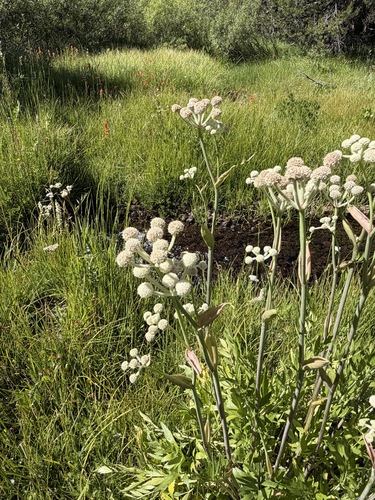 iNaturalist observation photo of ranger buttons