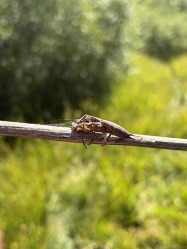iNaturalist observation photo of Winged and Once-winged Insects