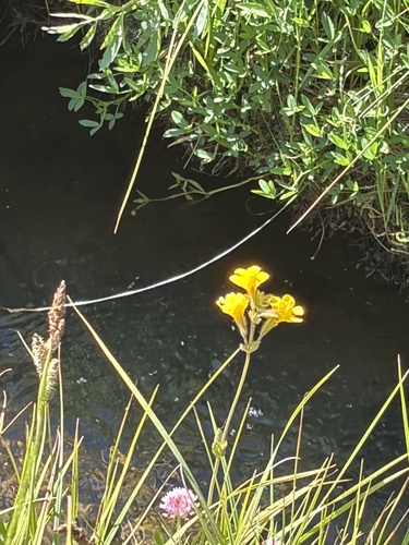 iNaturalist observation photo of seep monkeyflower