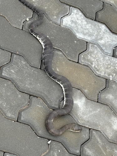 Jack's Water Snake