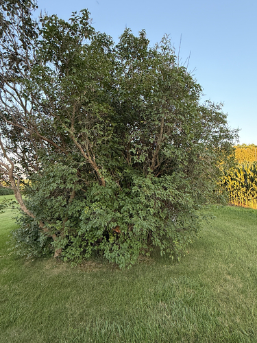 white mulberry