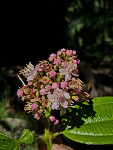 Miconia tococa