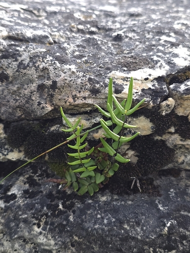 Gastony's cliffbrake