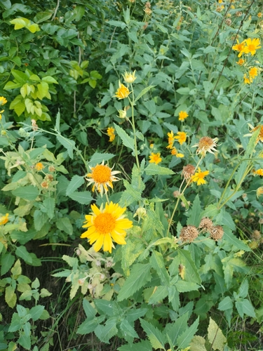 cowpen daisy