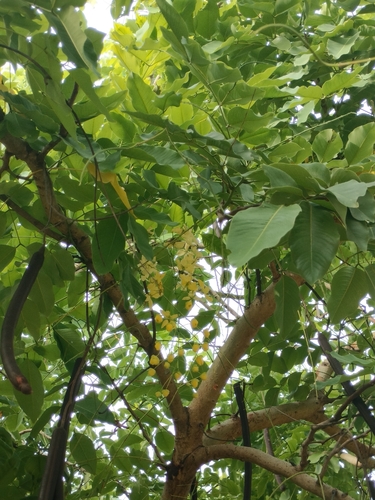 Golden Shower Tree